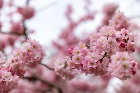 Stunning cherry blossoms are showcasing their delicate pink flowers in full bloom against a soft, lovely backdropの写真素材
