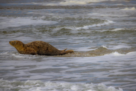 Eierland, De Cocksdorp, Texel, The Netherlands, Oktober 28th, 2024, A seal lies peacefully on the sunlit sandy shore as waves crash gently, creating a serene coastal sceneの写真素材