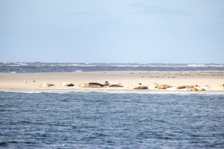 Eierland, De Cocksdorp, Texel, The Netherlands, Oktober 28th, 2024, A tranquil view of seals basking on a sandy beach near the ocean, showcasing wildlife and natures beauty.の写真素材