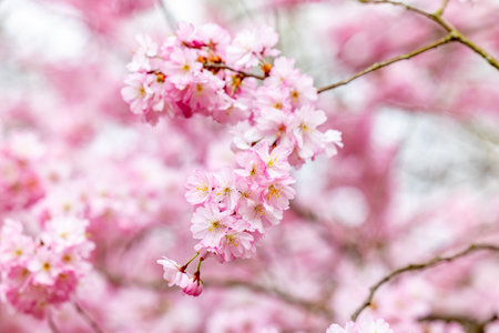 Stunning closeup view of delicate pink cherry blossoms, beautifully symbolizing the beauty and renewal of springの写真素材