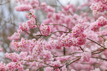 The lovely pink cherry blossoms bloom beautifully, capturing the enchanting essence of springs charm and beautyの写真素材