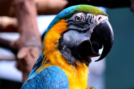 South American Macaw
