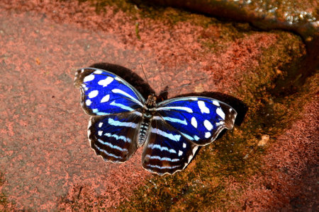 The pretty Cyaniris Blue wing butterfly in the gardens