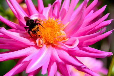 A dahlia bloom with a guest sucking up the ambrosia nectar.の写真素材