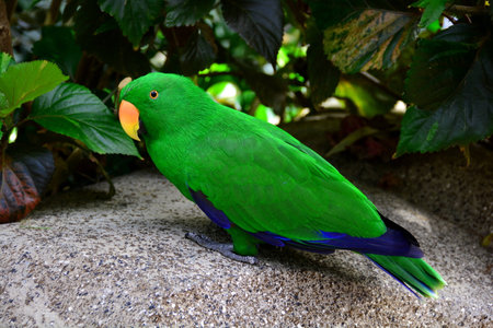Eclectus parrot portrait.A green parrot mugs for the cameraman.の写真素材
