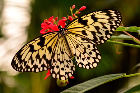 White tree nymph butterfly feeds on nectar in the gardens.の写真素材