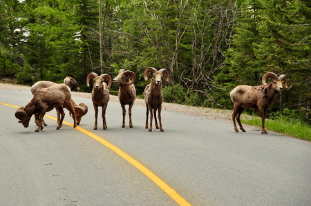 Big Horn sheep walking on the highway.の写真素材