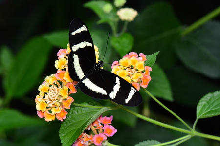 Eleuchia long wing butterfly at its favorite table at the garden restaurant.