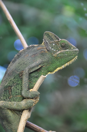 Karma the chameleon poses for its photo.の写真素材