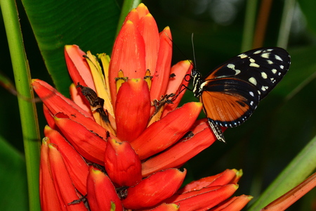 Golden Helicon butterfly at the table at its favorite garden restaurant.