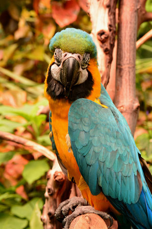 South American macaw portrait.