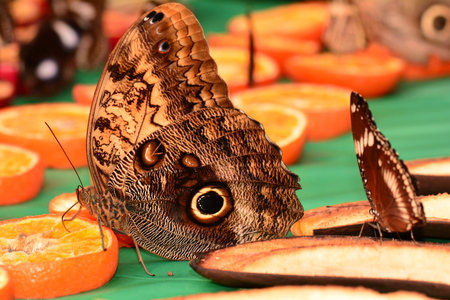 Cream Owl butterfly in the gardens at the butterfly buffet table.の写真素材