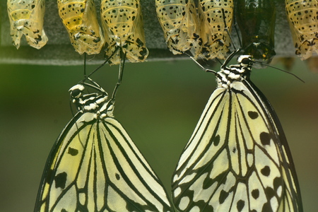 Tree nymph butterflies emerge from their cocoons in the gardens.の写真素材