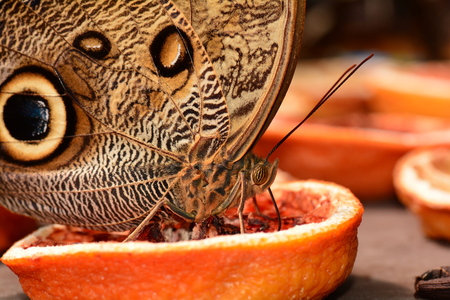 Owl butterfly feasts at the butterfly buffet.の写真素材