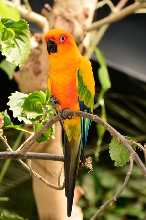 Sun conure perched on a branch.