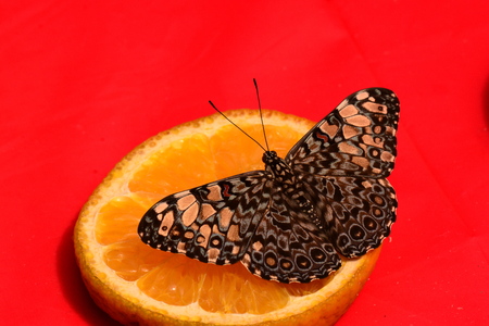 A Gray Cracker butterfly feasts at the buffet table in the gardens.の写真素材