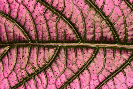 Close up plant design.A small abstract mini plant roadway.の写真素材