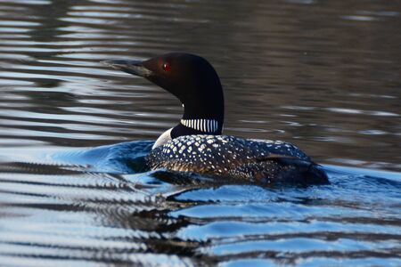 Western loon swimming on Emerald Lake Ssakatchewanの写真素材
