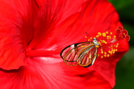 A glasswing butterfly lands on a red hibiscus bloom in the gardens.の写真素材