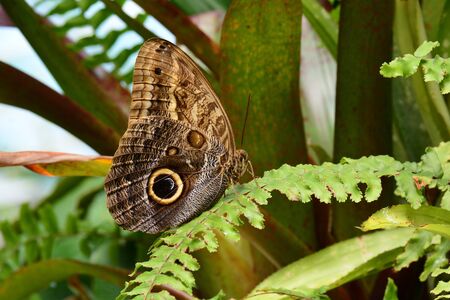 An Owl butterfly lands on a fern frond in the gardens.