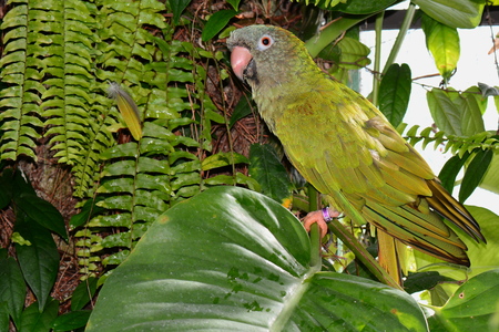 Green parrot posing for its photo.