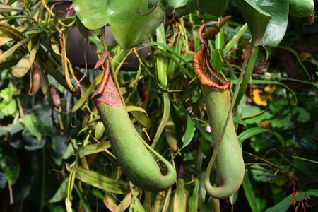 A pair of pitcher plants hang from the vineの写真素材