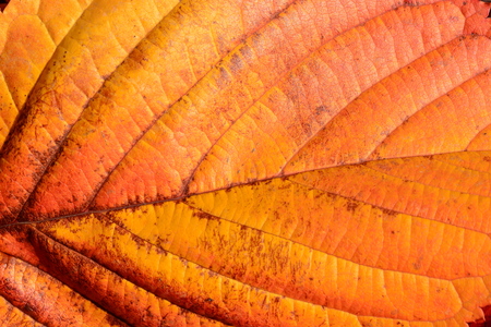 Detailed photo of an Autumn plant leafの写真素材