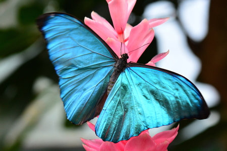 Pretty Morpho amathonte lands on a pink ginger bloom in the gardensの写真素材