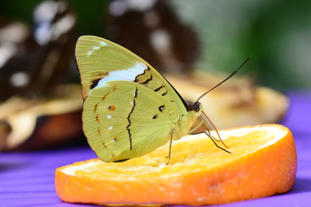 Common olivewing butterfly at the fruit buffet in the gardens.の写真素材