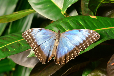 Blue morpho butterfly