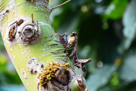 Giant prickly stick insectの写真素材