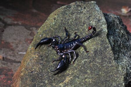 Scorpion sunning on a rockの写真素材