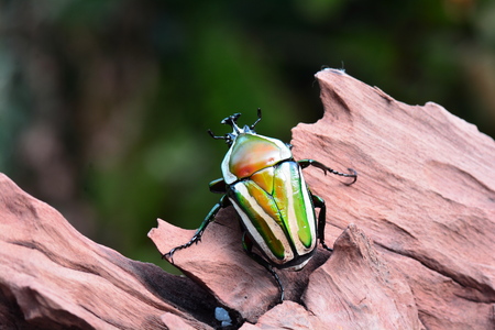 Derby's flower beetleの写真素材