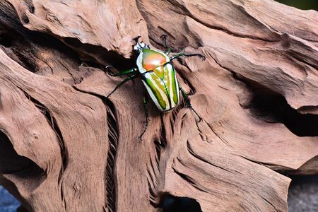 Derby's Flower beetleの写真素材