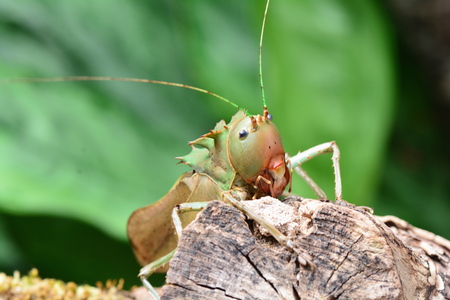 Dragon-headed Katydid portrait