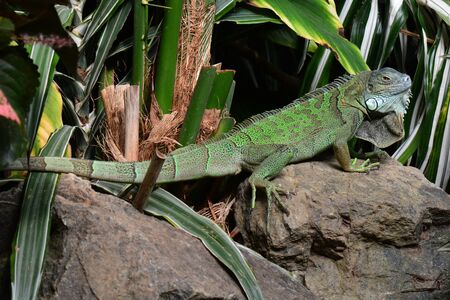 Green iguana portraitの写真素材