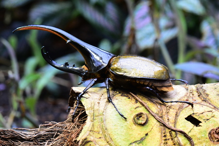 Worlds largest extant beetle the Hercules Beetle aka rhino beetle.