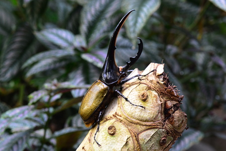 Hercules beetle aka rhino beetle,worlds largest extant insect.