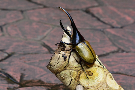 A hercules beetle sitting on a log in its environment.の写真素材