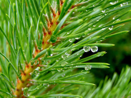 Green branch of fur-trees. Close-up.  