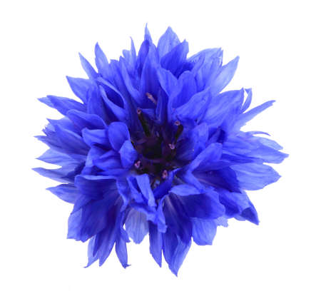 One blue flower isolated on white background. Close-up. の写真素材