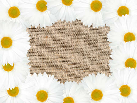 Abstract frame with white flowers and textile background. Close-up. の写真素材
