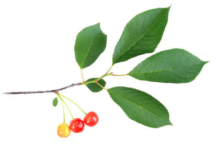 One branch with green leaf and cherrys. Isolated on white background. Close-up. の写真素材