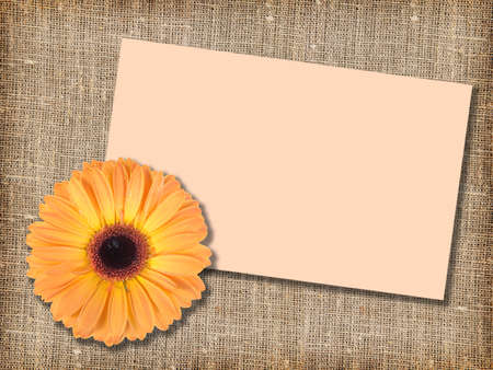One orange flower with message-card on  textile background. Close-up. Studio photography.の写真素材