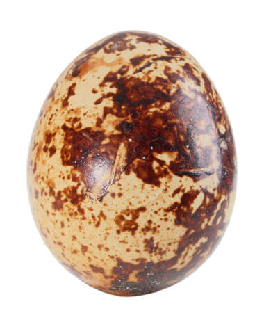 Only single light-brown egg of quail. 