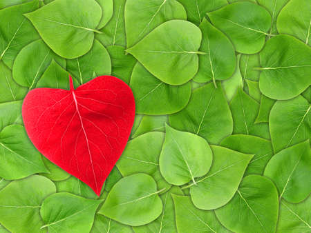 Abstract Valentine background with green leaf of lilac and red heart of leaf-form for your design. Close-up. Studio photography. Attention - it is not a seamless pattern.の写真素材