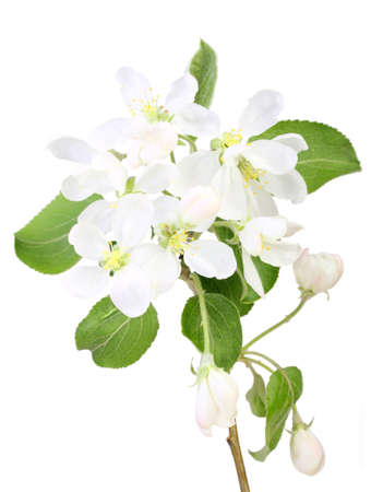 Single branch of apple-tree with green leaf and white flowers. Isolated on white background. Close-up. Studio photography.の写真素材
