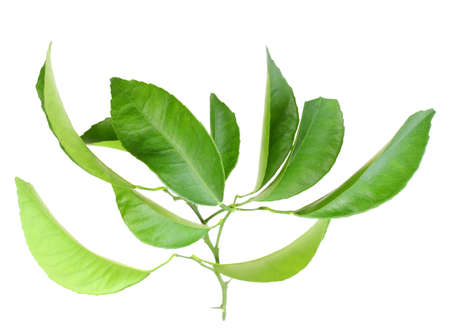Single branch of citrus-tree with green leaf. Isolated on white background. Close-up. Studio...