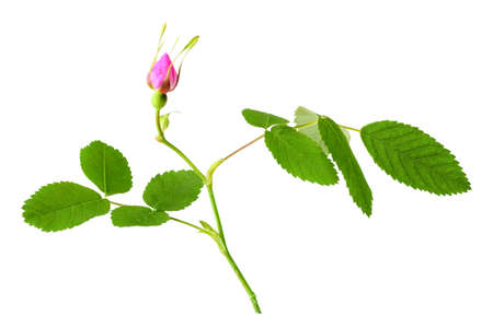 One branch of dog rose with leaf and bud. Isolated on white background. Close-up. Studio photography.
の写真素材