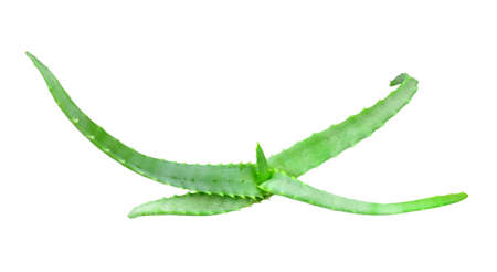 Top view on  young branch of aloe with green leaf. Isolated on white background. Close-up. Studio photography.の写真素材